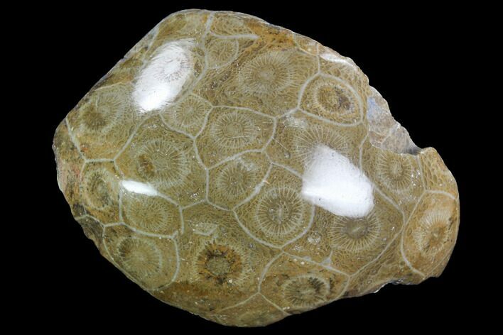 Polished Fossil Coral (Actinocyathus) - Morocco #100659